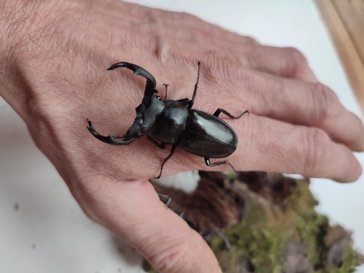 Phaetulus crenatus crenatus.jpg