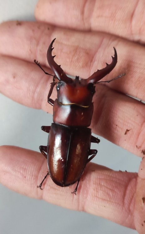 Prosopocoilus dissimilis elegans.jpg