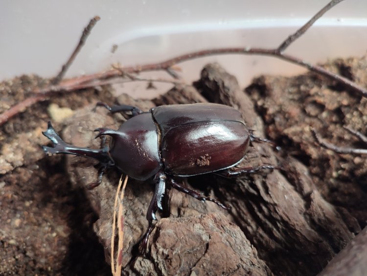 Trypoxylus dichotomus tsunobosonus.jpg