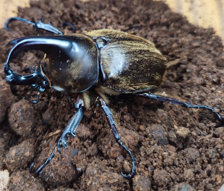 Xylotrupes pubescens.jpg