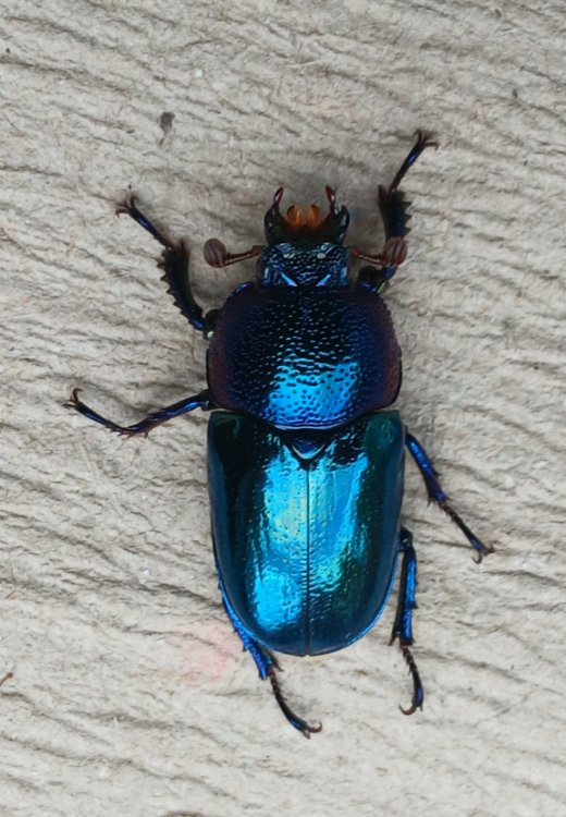 Lamprima adolphinae. Gen 1, female 4, 13.05.2026 .jpg